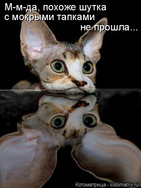 М-м-да, похоже шутка с мокрыми тапками не прошла...... Котоматрица: М-м-да, похоже шутка с мокрыми тапками не прошла...