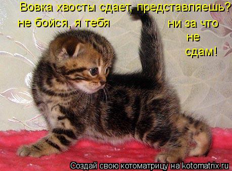 http://kotomatrix.ru/images/lolz/2015/05/22/kotomatritsa_Z.jpg