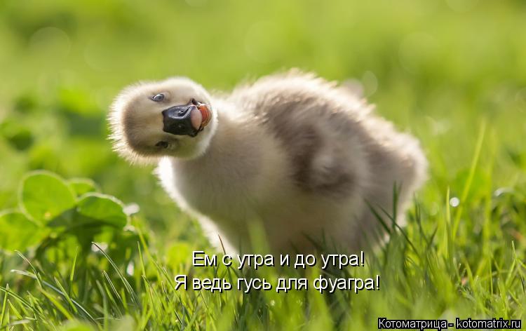 Ем с утра и до утра! Я ведь гусь для фуагра!... Котоматрица: Ем с утра и до утра! Я ведь гусь для фуагра!