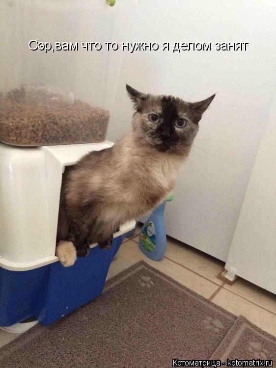 Сэр,вам что то нужно я делом занят... Котоматрица: Сэр,вам что то нужно я делом занят