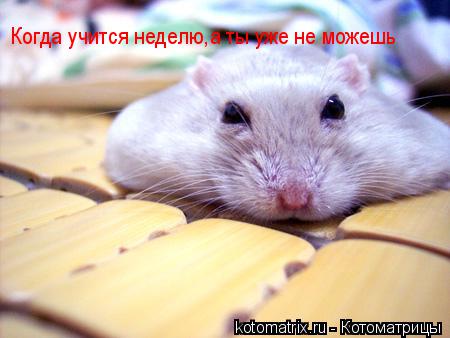 Когда учится неделю,а ты уже не можешь... Котоматрица: Когда учится неделю,а ты уже не можешь
