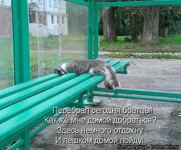 Как же мне домой добраться? Перебрал сегодня братцы! Здесь немного отдохну. И пешком домой пойду!... Котоматрица: Как же мне домой добраться? Перебрал сегодня братцы! Здесь немного отдохну. И пешком домой пойду!