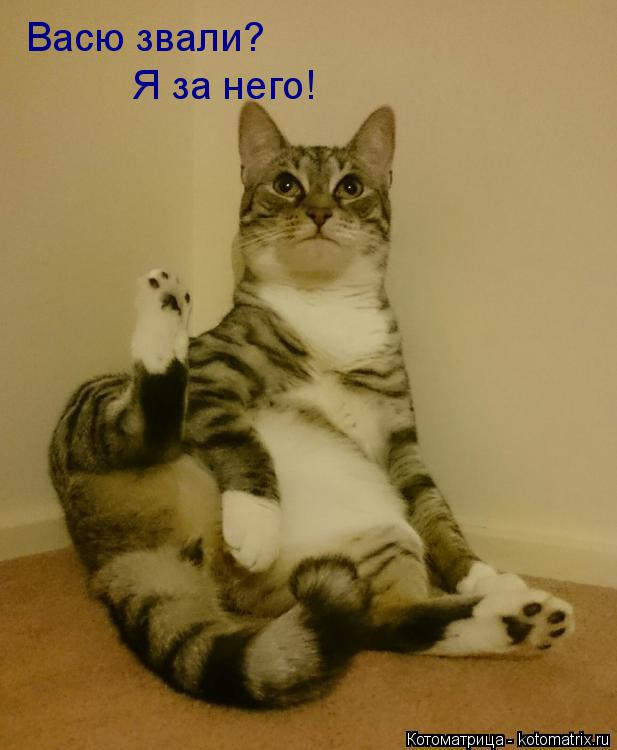 Васю звали? Я за него!... Котоматрица: Васю звали? Я за него!