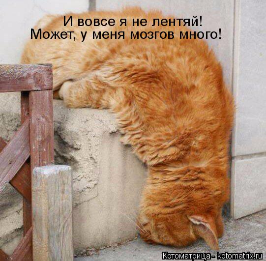 И вовсе я не лентяй! Может, у меня мозгов много!... Котоматрица: И вовсе я не лентяй! Может, у меня мозгов много!