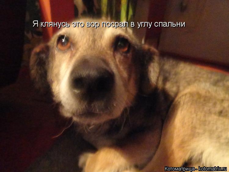 Я клянусь это вор посрал в углу спальни... Котоматрица: Я клянусь это вор посрал в углу спальни