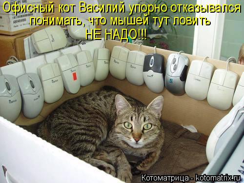 Офисный кот Василий упорно отказывался понимать, что мышей тут ловить НЕ НАДО!!!... Котоматрица: Офисный кот Василий упорно отказывался понимать, что мышей тут ловить НЕ НАДО!!!