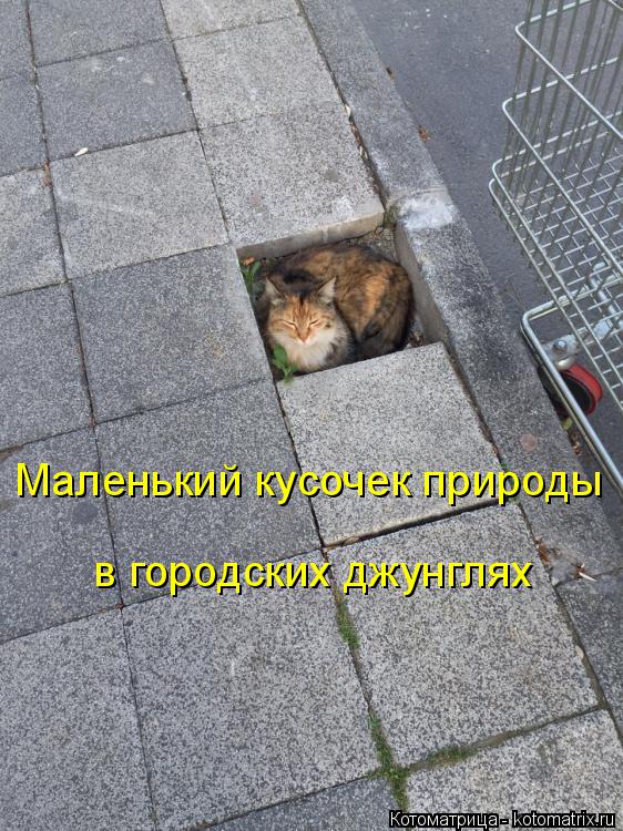 Маленький кусочек природы в городских джунглях... Котоматрица: Маленький кусочек природы в городских джунглях