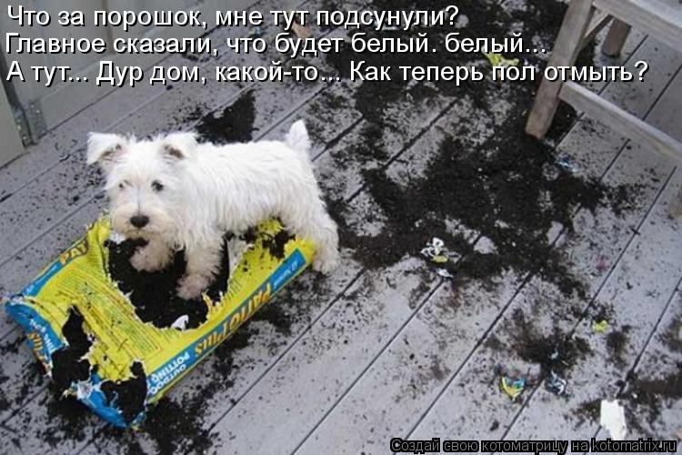 Что за порошок, мне тут подсунули? Главное сказали, что будет белый. белый... А тут... Дур дом, како... Котоматрица: Что за порошок, мне тут подсунули? Главное сказали, что будет белый. белый... А тут... Дур дом, какой-то... Как теперь пол отмыть?