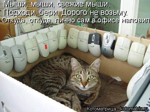 Мыши, мыши, свежие мыши, Подходи, бери. Дорого не возьму. Откуда, откуда, лично сам в офисе наловил.... Котоматрица: Мыши, мыши, свежие мыши, Подходи, бери. Дорого не возьму. Откуда, откуда, лично сам в офисе наловил.