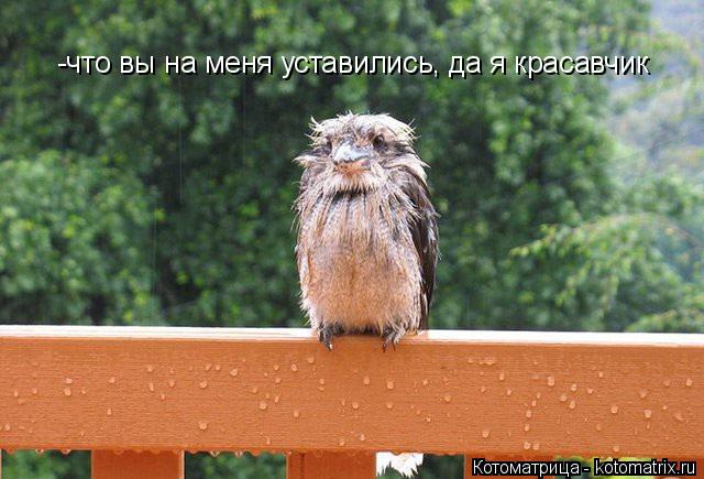 -что вы на меня уставились, да я красавчик... Котоматрица: -что вы на меня уставились, да я красавчик