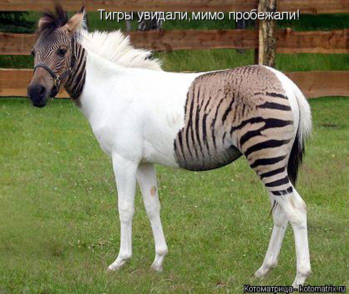 Тигры увидали,мимо пробежали!... Котоматрица: Тигры увидали,мимо пробежали!