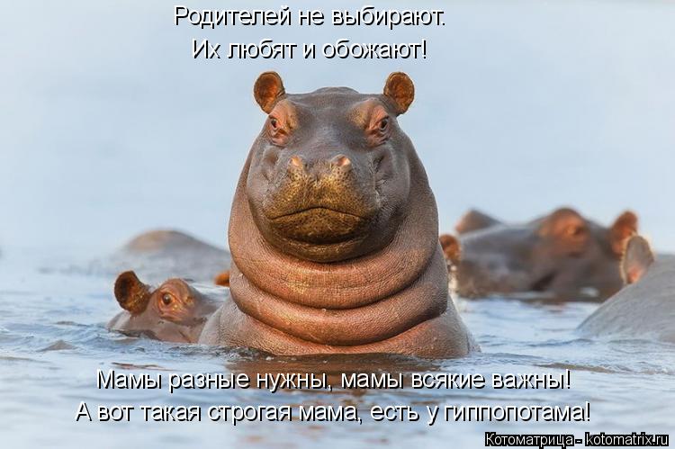 Мамы разные нужны, мамы всякие важны! Родителей не выбирают. Их любят и обожают! А вот такая строгая ... Котоматрица: Мамы разные нужны, мамы всякие важны! Родителей не выбирают. Их любят и обожают! А вот такая строгая мама, есть у гиппопотама!