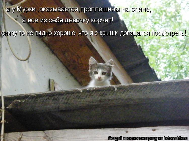а у Мурки ,оказывается,проплешины на спине, а все из себя девочку корчит! снизу то не видно,хорошо ,ч... Котоматрица: а у Мурки ,оказывается,проплешины на спине, а все из себя девочку корчит! снизу то не видно,хорошо ,что я с крыши догадался посмотреть!