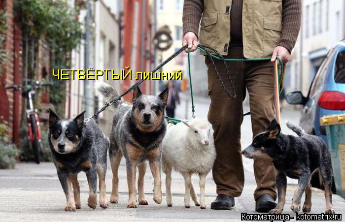 ЧЕТВЁРТЫЙ лишний... Котоматрица: ЧЕТВЁРТЫЙ лишний
