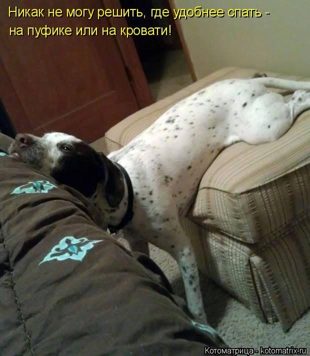 Никак не могу решить, где удобнее спать - на пуфике или на кровати!... Котоматрица: Никак не могу решить, где удобнее спать - на пуфике или на кровати!