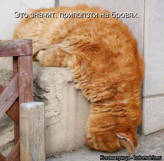 Это значит: приползти на бровях.... Котоматрица: Это значит: приползти на бровях.