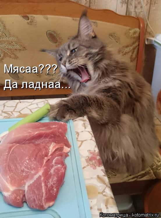 Мясаа??? Да ладнаа...... Котоматрица: Мясаа??? Да ладнаа...