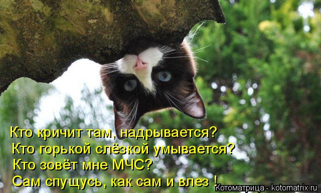 Кто кричит там, надрывается? Кто горькой слёзкой умывается? Кто зовёт мне МЧС? Сам спущусь, как сам и... Котоматрица: Кто кричит там, надрывается? Кто горькой слёзкой умывается? Кто зовёт мне МЧС? Сам спущусь, как сам и влез !