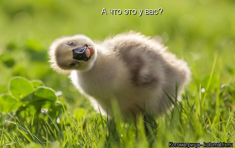 А что это у вас?... Котоматрица: А что это у вас?