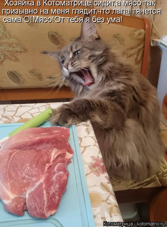 Хозяйка в Котоматрице сидит,а мясо так призывно на меня глядит,что лапа тянется сама.О!Мясо!От тебя я... Котоматрица: Хозяйка в Котоматрице сидит,а мясо так призывно на меня глядит,что лапа тянется сама.О!Мясо!От тебя я без ума!