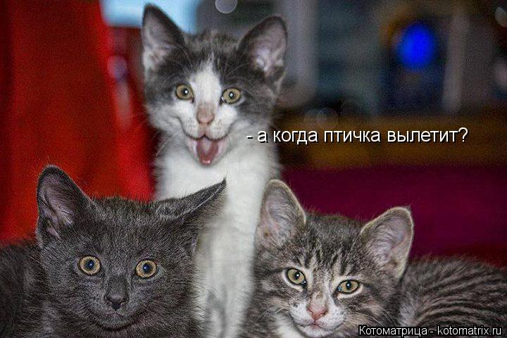 - а когда птичка вылетит?... Котоматрица: - а когда птичка вылетит?