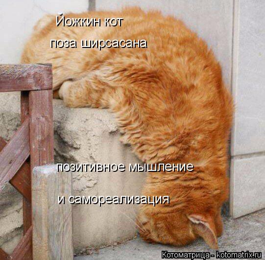 поза ширсасана позитивное мышление и самореализация Йожкин кот... Котоматрица: поза ширсасана позитивное мышление и самореализация Йожкин кот