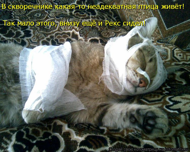 В скворечнике какая-то неадекватная птица живёт! Так мало этого, внизу ещё и Рекс сидел!... Котоматрица: В скворечнике какая-то неадекватная птица живёт! Так мало этого, внизу ещё и Рекс сидел!