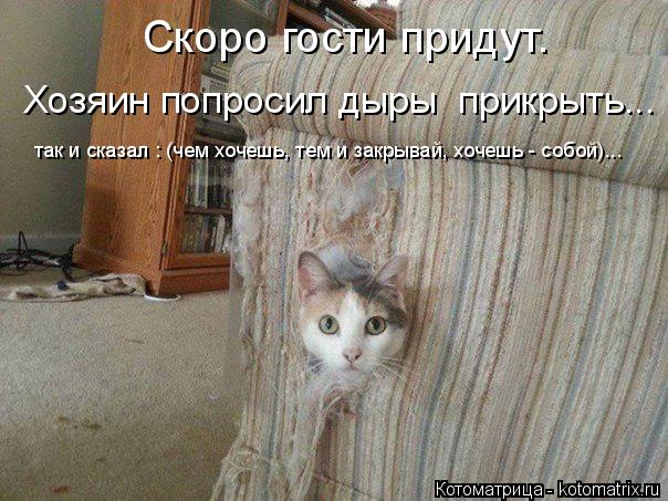 Скоро гости придут. Хозяин попросил дыры прикрыть... так и сказал : (чем хочешь, тем и закрывай, хо... Котоматрица: Скоро гости придут. Хозяин попросил дыры прикрыть... так и сказал : (чем хочешь, тем и закрывай, хочешь - собой)...