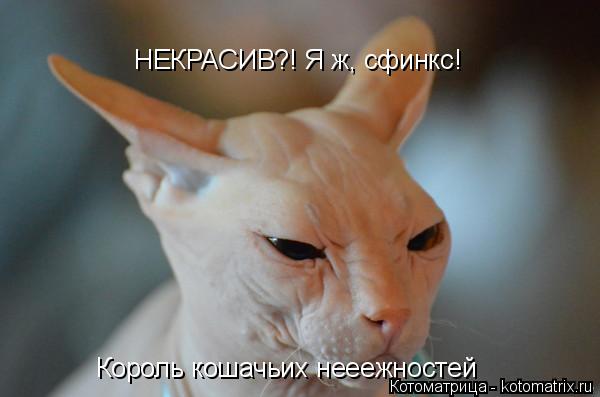 НЕКРАСИВ?! Я ж, сфинкс! НЕКРАСИВ?! Я ж, сфинкс! Король кошачьих нееежностей... Котоматрица: НЕКРАСИВ?! Я ж, сфинкс! НЕКРАСИВ?! Я ж, сфинкс! Король кошачьих нееежностей