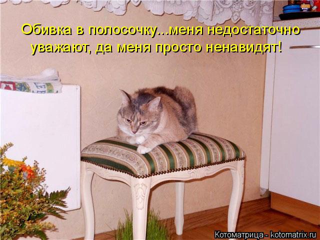 Обивка в полосочку...меня недостаточно уважают, да меня просто ненавидят!... Котоматрица: Обивка в полосочку...меня недостаточно уважают, да меня просто ненавидят!