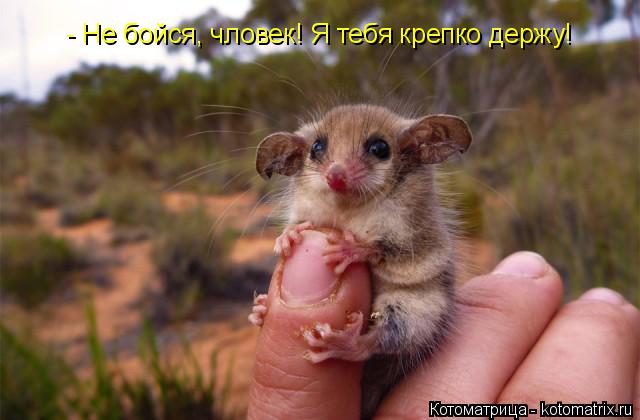 - Не бойся, чловек! Я тебя крепко держу!... Котоматрица: - Не бойся, чловек! Я тебя крепко держу!