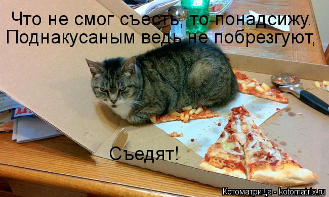 Что не смог съесть, то понадсижу. Поднакусаным ведь не побрезгуют, Съедят!... Котоматрица: Что не смог съесть, то понадсижу. Поднакусаным ведь не побрезгуют, Съедят!