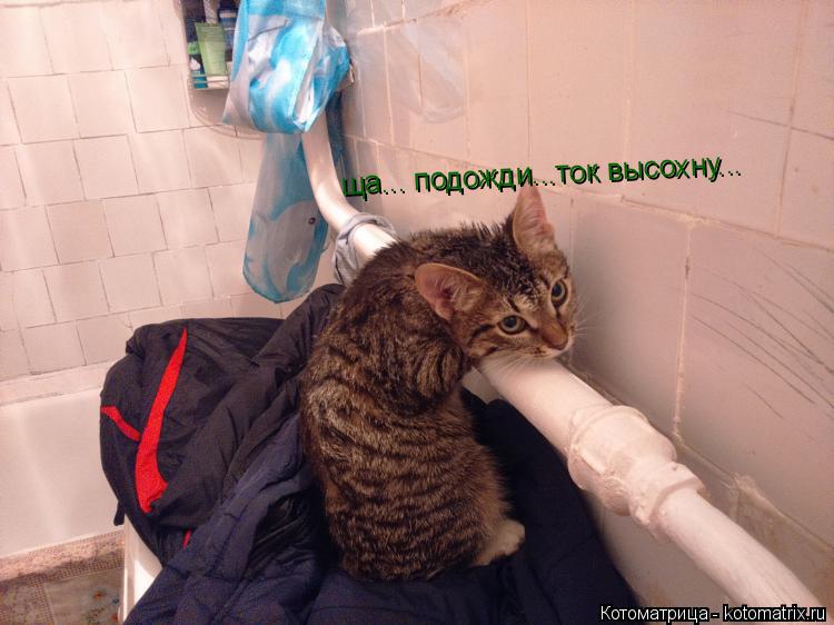 ща... подожди...ток высохну...... Котоматрица: ща... подожди...ток высохну...