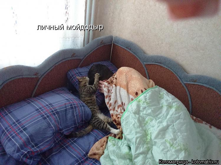 личный мойдодыр... Котоматрица: личный мойдодыр