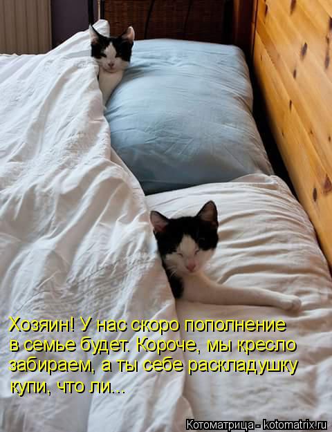Хозяин! У нас скоро пополнение в семье будет. Короче, мы кресло забираем, а ты себе раскладушку куп... Котоматрица: Хозяин! У нас скоро пополнение в семье будет. Короче, мы кресло забираем, а ты себе раскладушку купи, что ли...