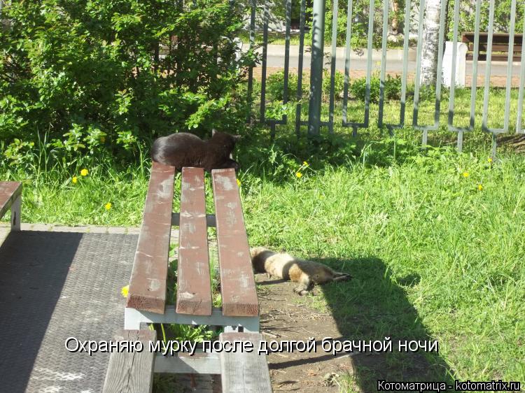 Охраняю мурку после долгой брачной ночи... Котоматрица: Охраняю мурку после долгой брачной ночи