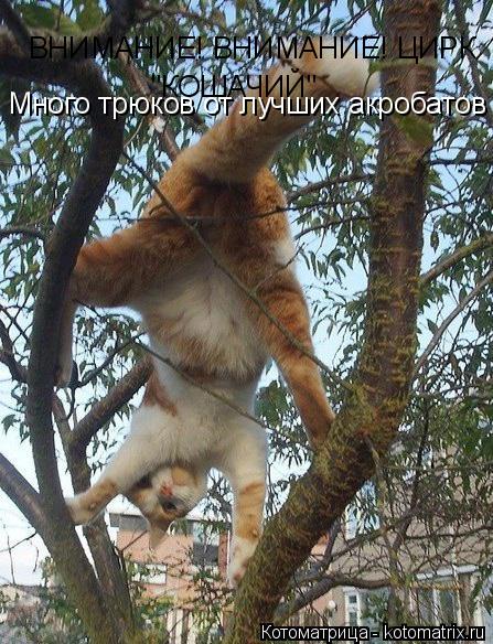 ВНИМАНИЕ! ВНИМАНИЕ! ЦИРК "КОШАЧИЙ" Много трюков от лучших акробатов... Котоматрица: ВНИМАНИЕ! ВНИМАНИЕ! ЦИРК "КОШАЧИЙ" Много трюков от лучших акробатов