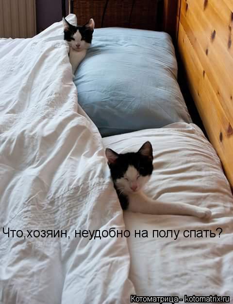 Что,хозяин, неудобно на полу спать?... Котоматрица: Что,хозяин, неудобно на полу спать?