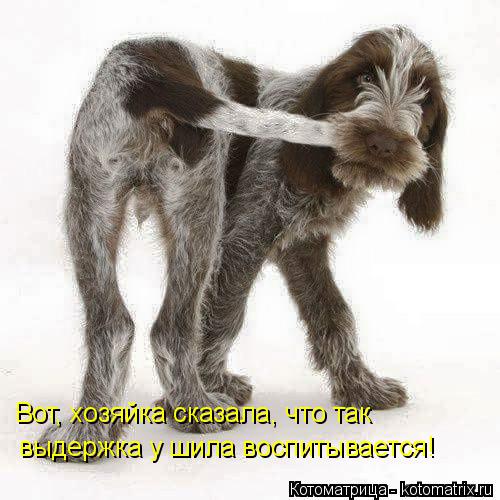 выдержка у шила воспитывается! Вот, хозяйка сказала, что так... Котоматрица: выдержка у шила воспитывается! Вот, хозяйка сказала, что так