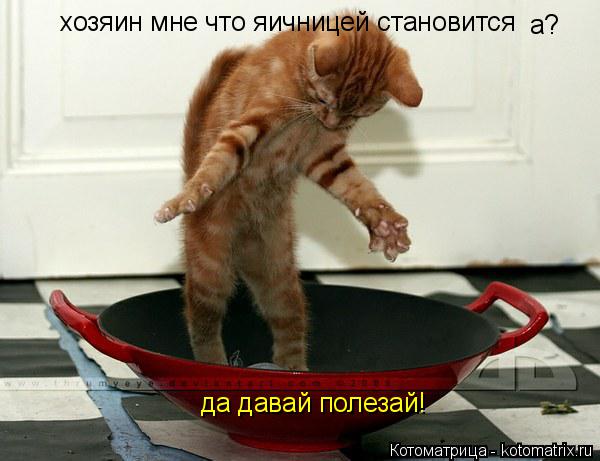 хозяин мне что яичницей становится а? да давай полезай!... Котоматрица: хозяин мне что яичницей становится а? да давай полезай!