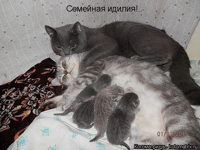 Семейная идилия!..... Котоматрица: Семейная идилия!..