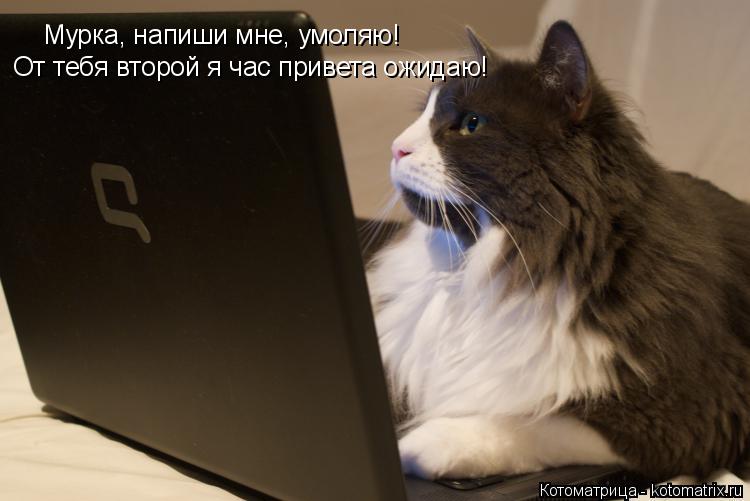 Мурка, напиши мне, умоляю! От тебя второй я час привета ожидаю!... Котоматрица: Мурка, напиши мне, умоляю! От тебя второй я час привета ожидаю!