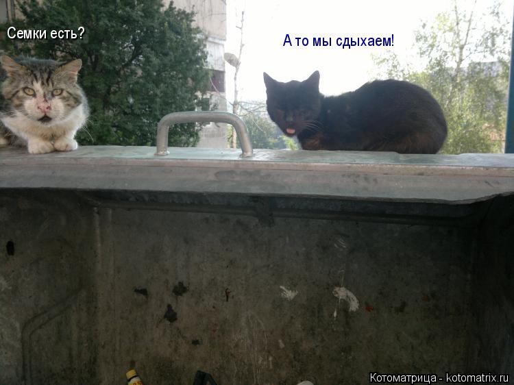 Семки есть? А то мы сдыхаем!... Котоматрица: Семки есть? А то мы сдыхаем!