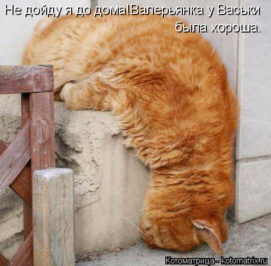 Не дойду я до дома!Валерьянка у Васьки была хороша.... Котоматрица: Не дойду я до дома!Валерьянка у Васьки была хороша.