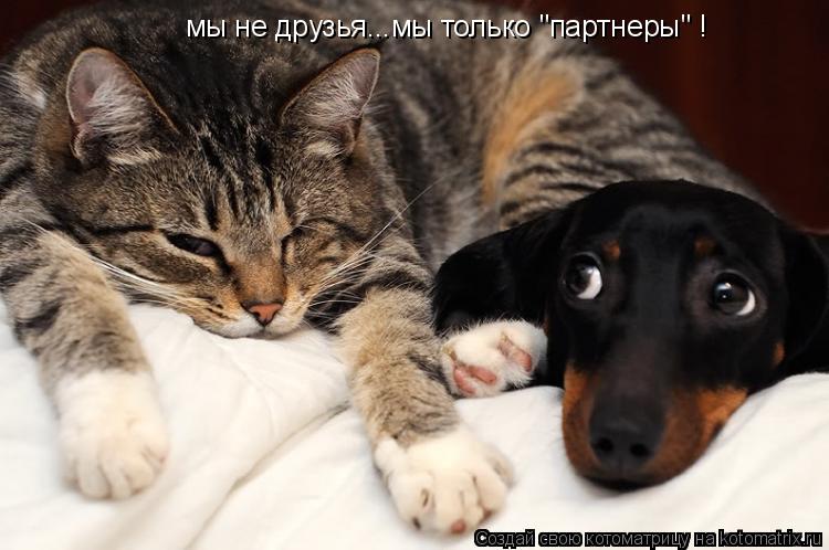 мы не друзья...мы только "партнеры" !... Котоматрица: мы не друзья...мы только "партнеры" !