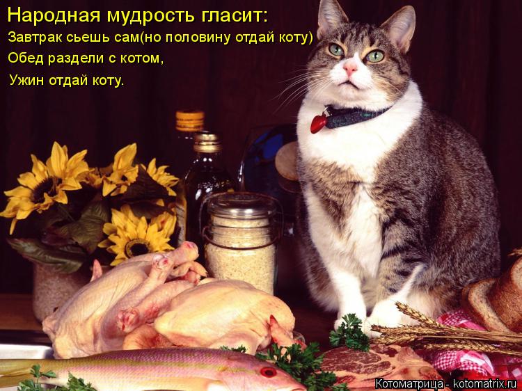 Народная мудрость гласит: Завтрак сьешь сам(но половину отдай коту) Обед раздели с котом, Ужин отдай ... Котоматрица: Народная мудрость гласит: Завтрак сьешь сам(но половину отдай коту) Обед раздели с котом, Ужин отдай коту.