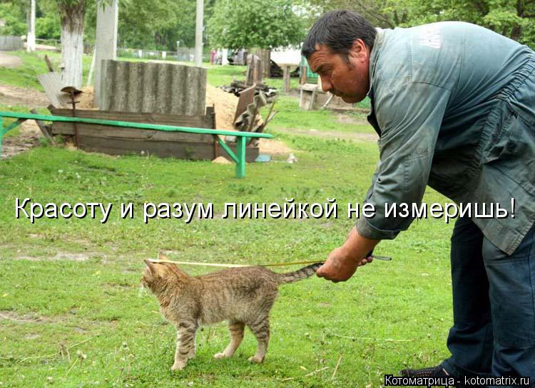 Красоту и разум линейкой не измеришь!... Котоматрица: Красоту и разум линейкой не измеришь!