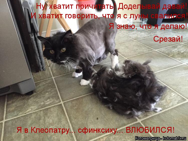 Котоматрица: Ну, хватит причитать! Доделывай давай! И хватит говорить, что я с луны свалился! Я знаю, что я делаю! Срезай! Я в Клеопатру... сфинксиху... ВЛЮБИЛ