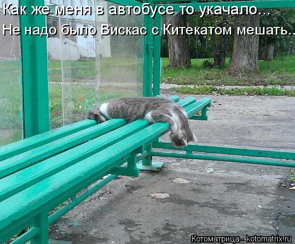 Как же меня в автобусе то укачало... Не надо было Вискас с Китекатом мешать...... Котоматрица: Как же меня в автобусе то укачало... Не надо было Вискас с Китекатом мешать...