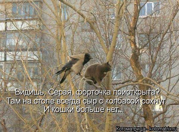 Там на столе всегда сыр с колбасой сохнут. И кошки больше нет... Видишь, Серая, форточка приоткрыта? ... Котоматрица: Там на столе всегда сыр с колбасой сохнут. И кошки больше нет... Видишь, Серая, форточка приоткрыта? Там на столе всегда сыр с колбасой сохнут.